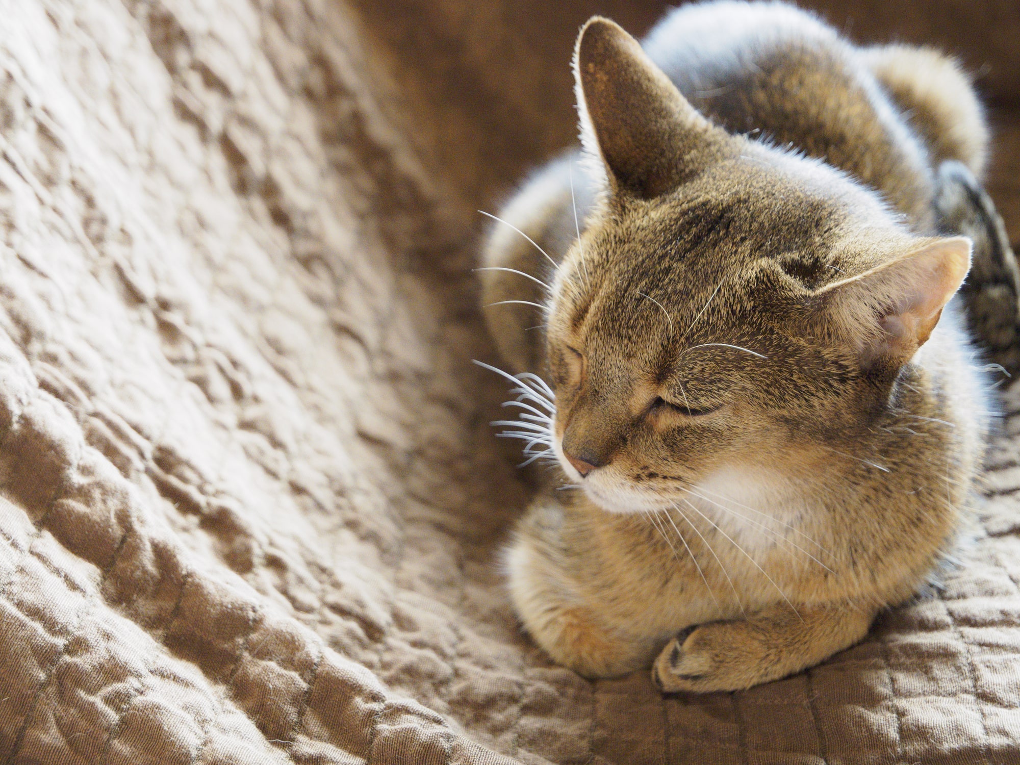 猫 死期 が 近づく と