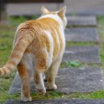 【獣医師が解説】猫の後ろ足がふらつくのは筋力低下のせい？原因と対処法
