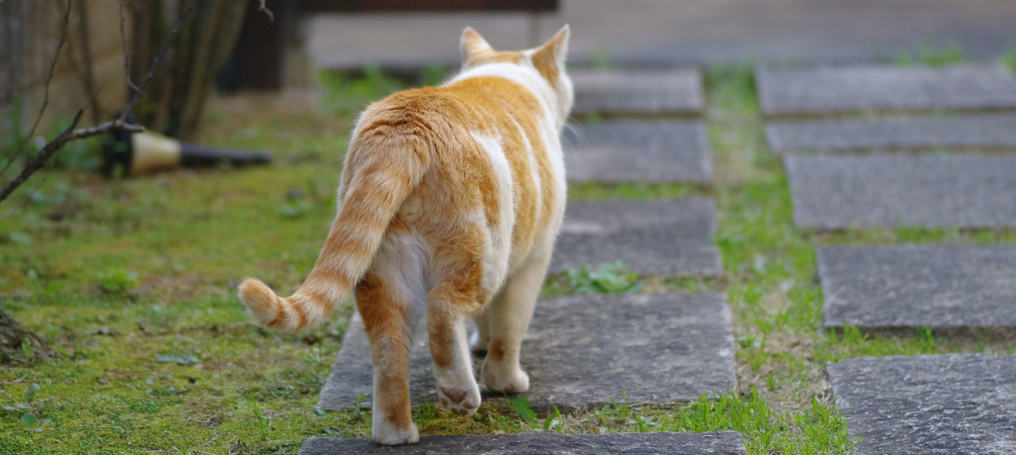 【獣医師が解説】猫の後ろ足がふらつくのは筋力低下のせい？原因と対処法