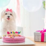 愛犬の誕生日をお祝い！おすすめの方法と押さえておきたいポイント