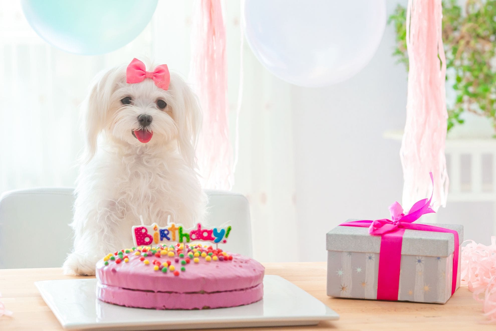 愛犬の誕生日をお祝い！おすすめの方法と押さえておきたいポイント