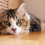 大切な猫が死んだらどうする？飼い主が最後にしてあげられること