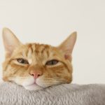 野良猫は室内飼いでストレスが発生する？知っておきたい解消方法