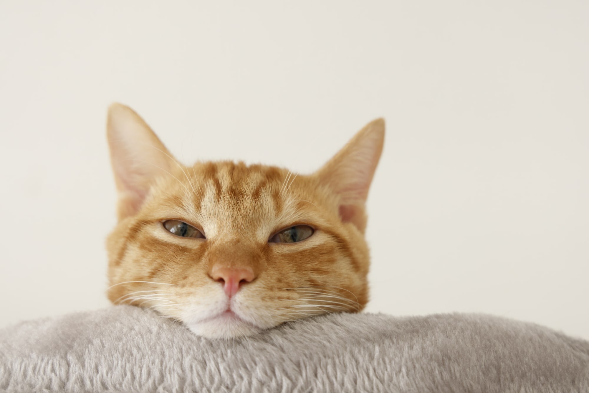 野良猫は室内飼いでストレスが発生する？知っておきたい解消方法