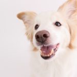【獣医師監修】犬が口をパクパクしている原因は？予防＆対処法も解説