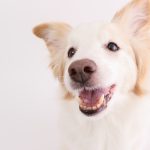 【獣医師監修】犬が口をパクパクしている原因は？予防＆対処法も解説