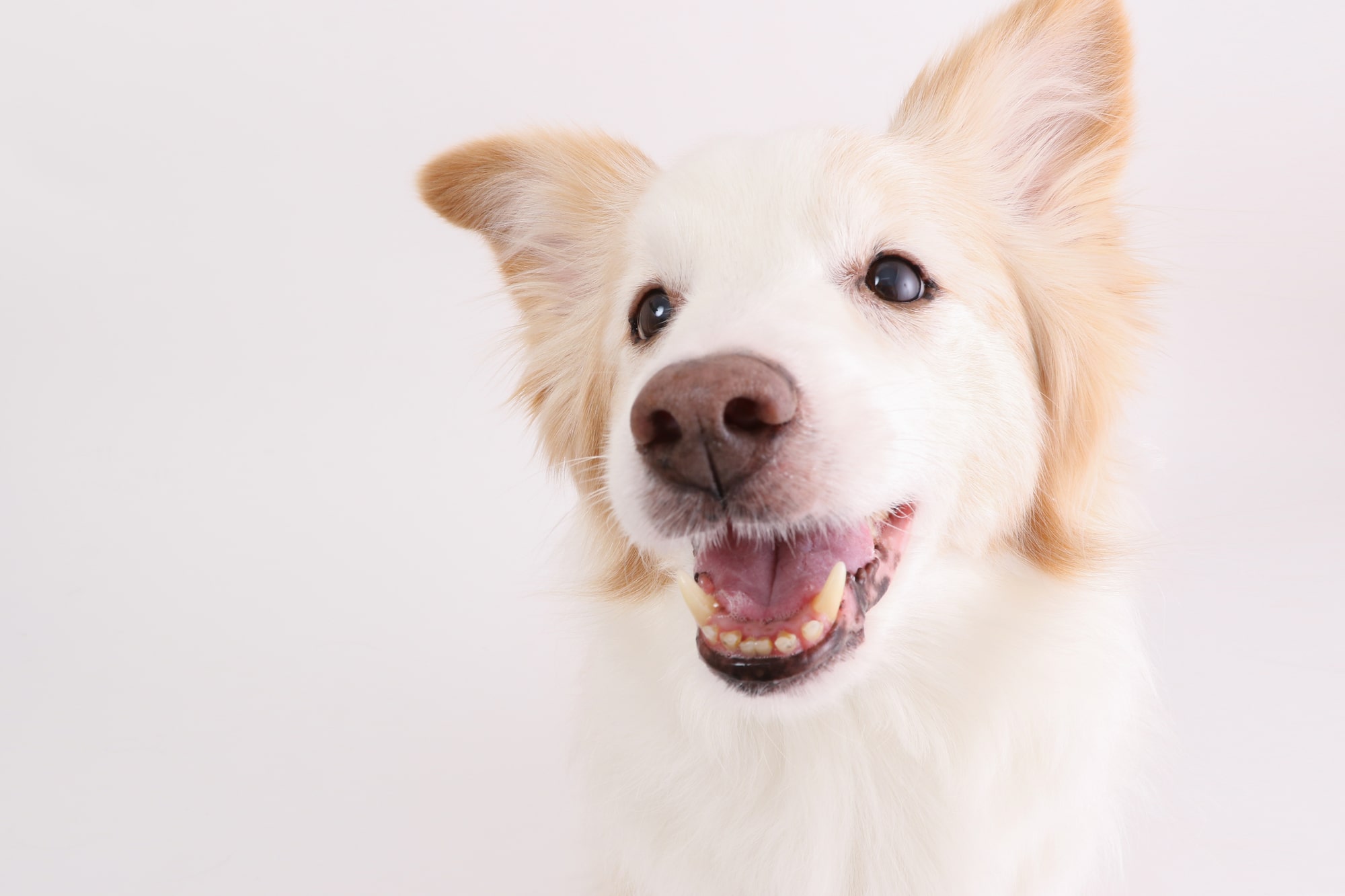 【獣医師監修】犬が口をパクパクしている原因は？予防＆対処法も解説