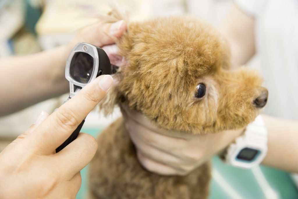 犬の健康診断にかかる費用はどのくらい？