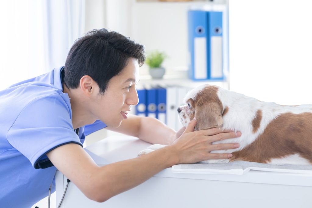 犬の健康診断が必要な理由とは？