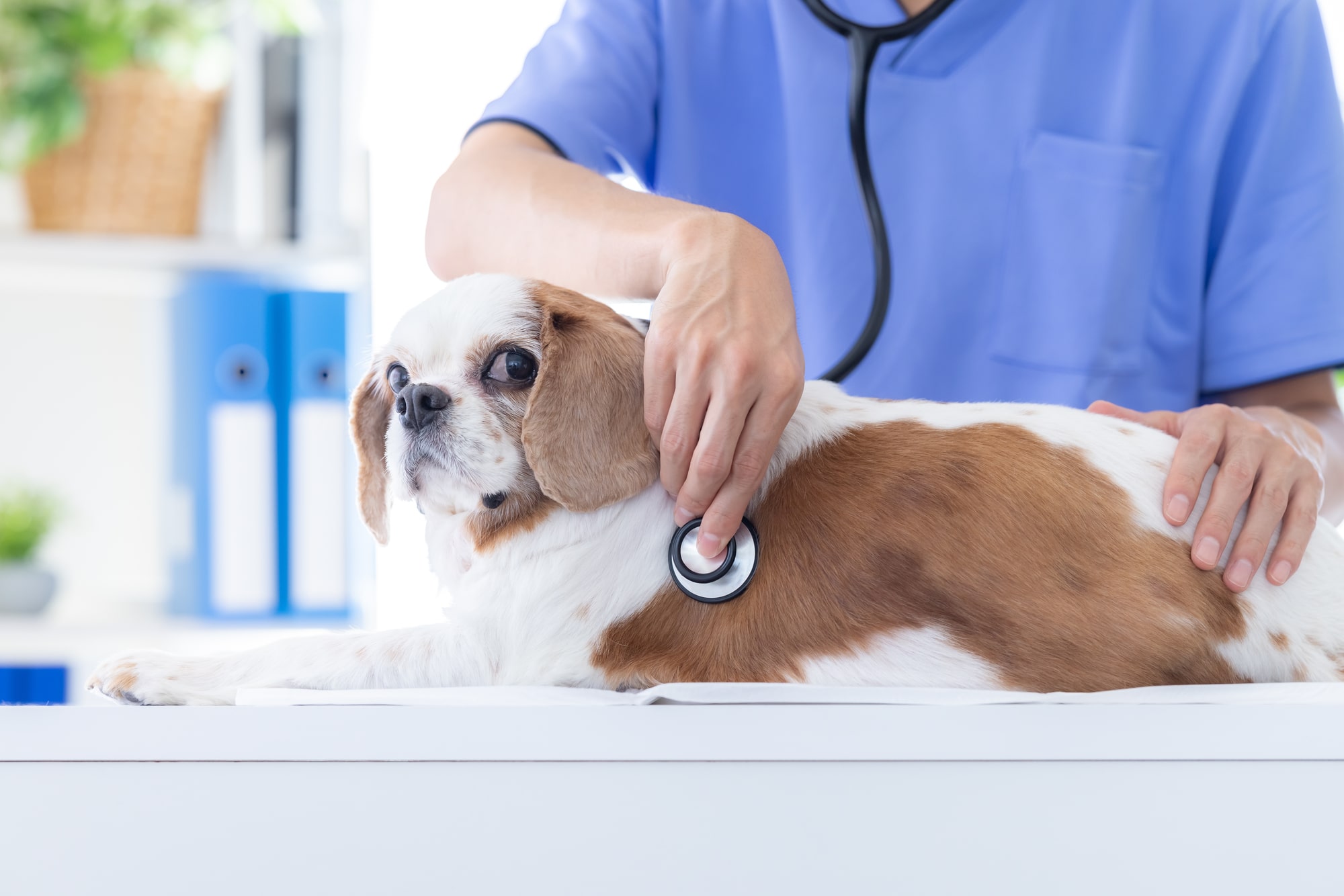 【獣医師が解説】犬の健康診断は何歳から？検査内容や費用相場・通う頻度