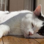 【専門家監修】猫の認知症は鳴き声で分かる？老猫の夜鳴きの原因と対処法