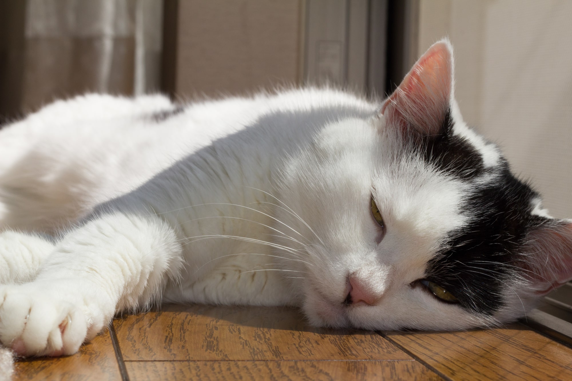 【専門家監修】猫の認知症は鳴き声で分かる？老猫の夜鳴きの原因と対処法