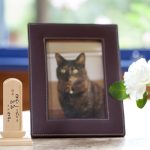 【獣医師監修】猫の突然死はなぜ起きる？その原因と予防法を知って愛する家族を守ろう