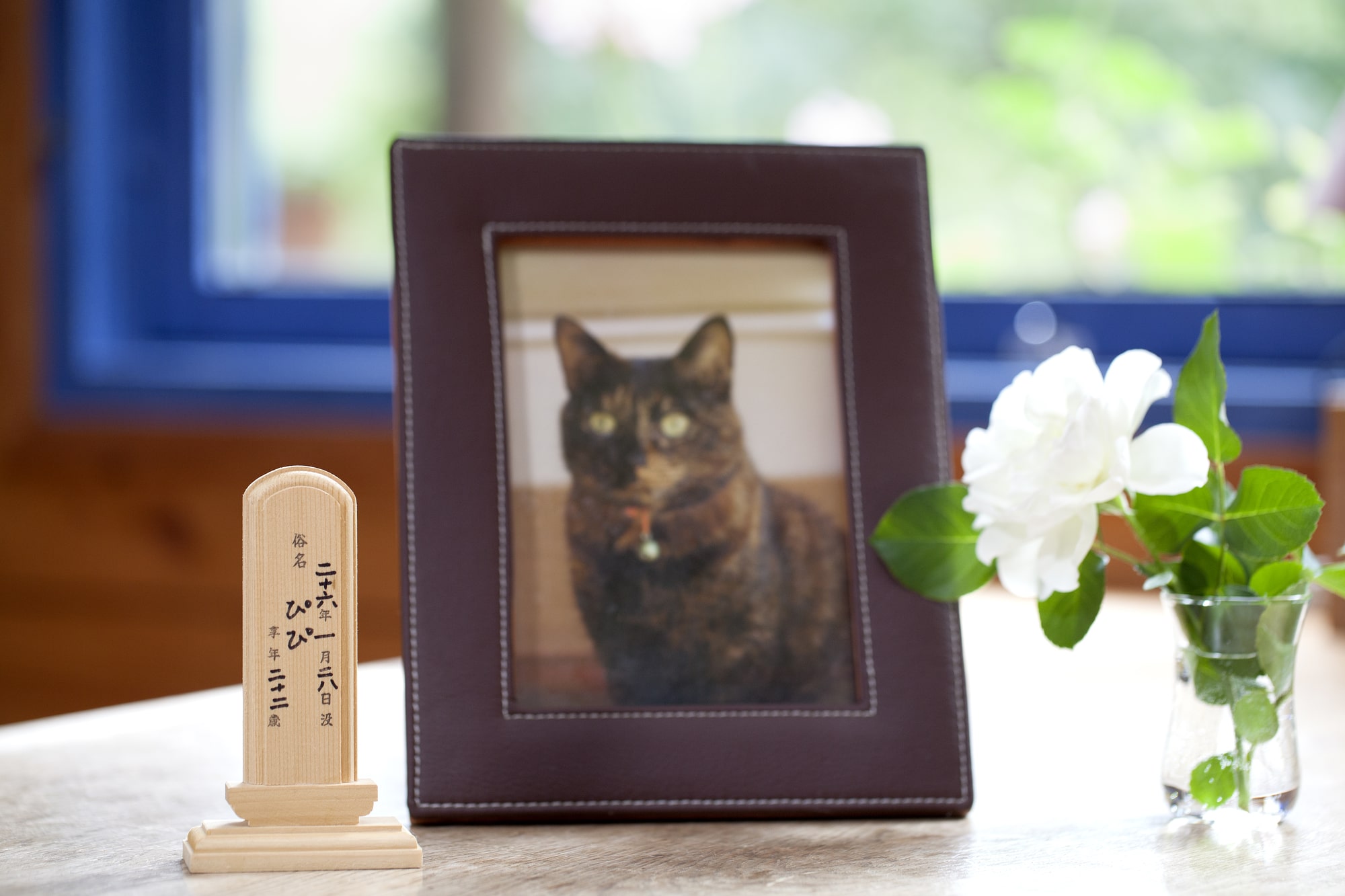 【獣医師監修】猫の突然死はなぜ起きる？その原因と予防法を知って愛する家族を守ろう