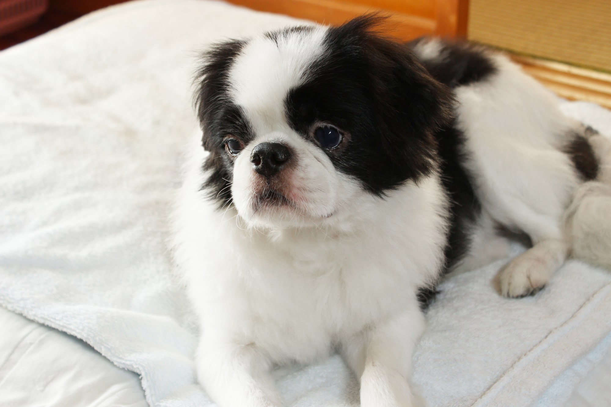 【獣医師監修】老犬が夜泣きするときに考えられる原因は？