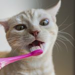 【獣医師監修】猫に歯磨きは必要？歯の健康を守るための基礎知識