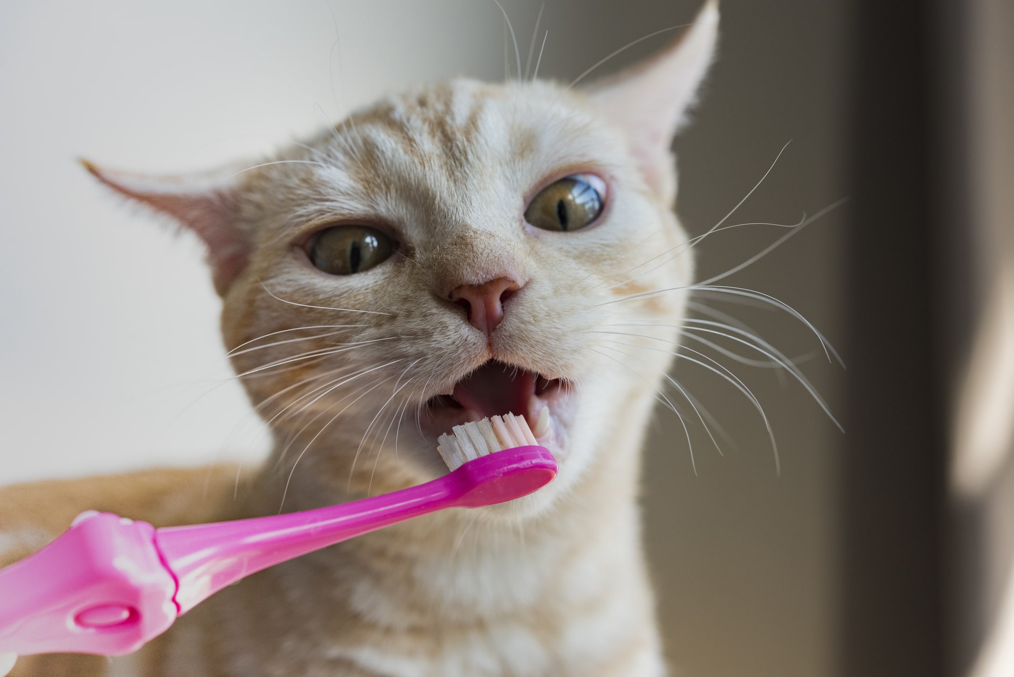 【獣医師監修】猫に歯磨きは必要？歯の健康を守るための基礎知識