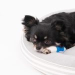 犬の床ずれを正しくケアするには？覚えておきたい4つの予防法