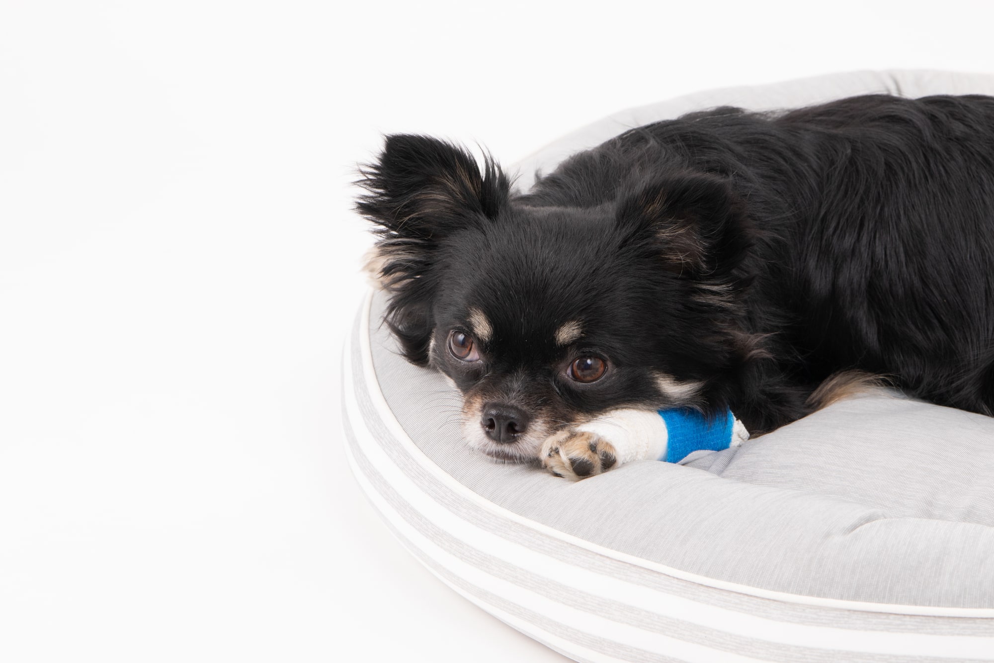 犬の床ずれを正しくケアするには？覚えておきたい4つの予防法