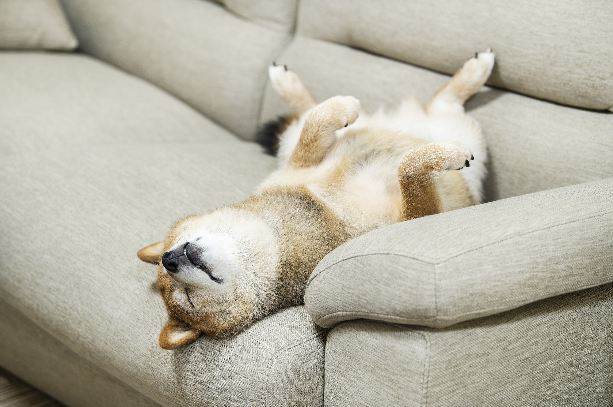 【獣医師が解説】犬の寝方で気持ちや体調がわかる?注意すべき寝相と対処法 - COCOペットジャーナル