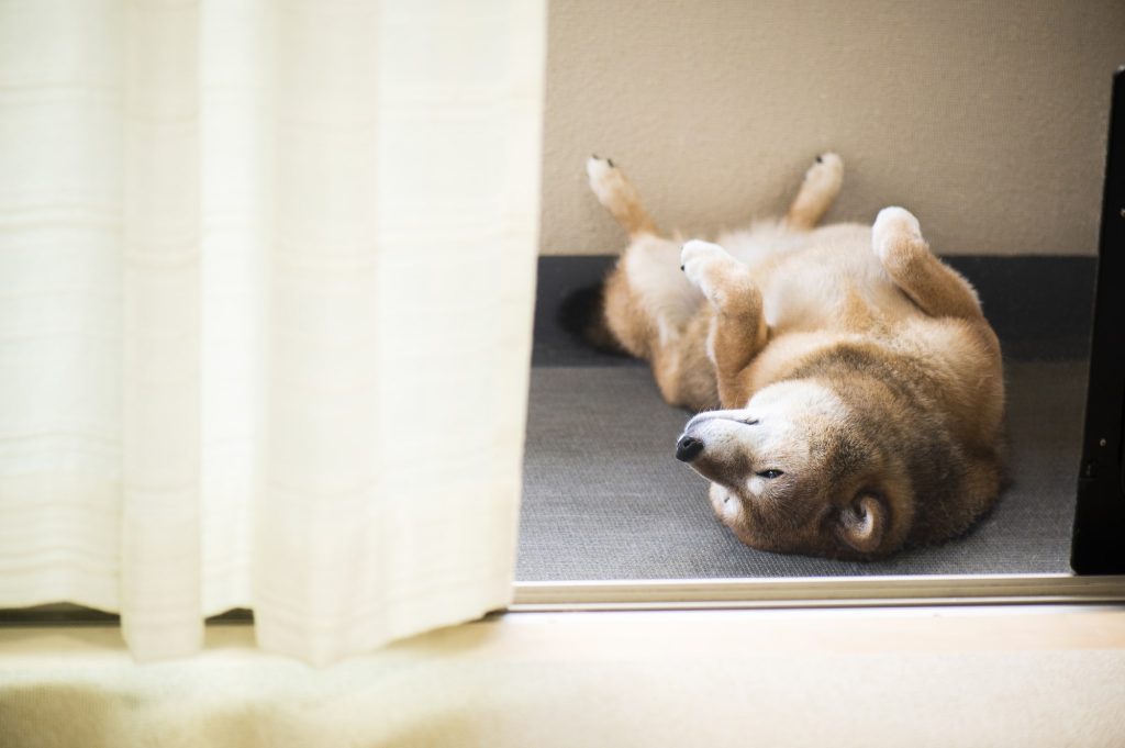 犬の寝方によっては不調や病気を訴えているケースもある