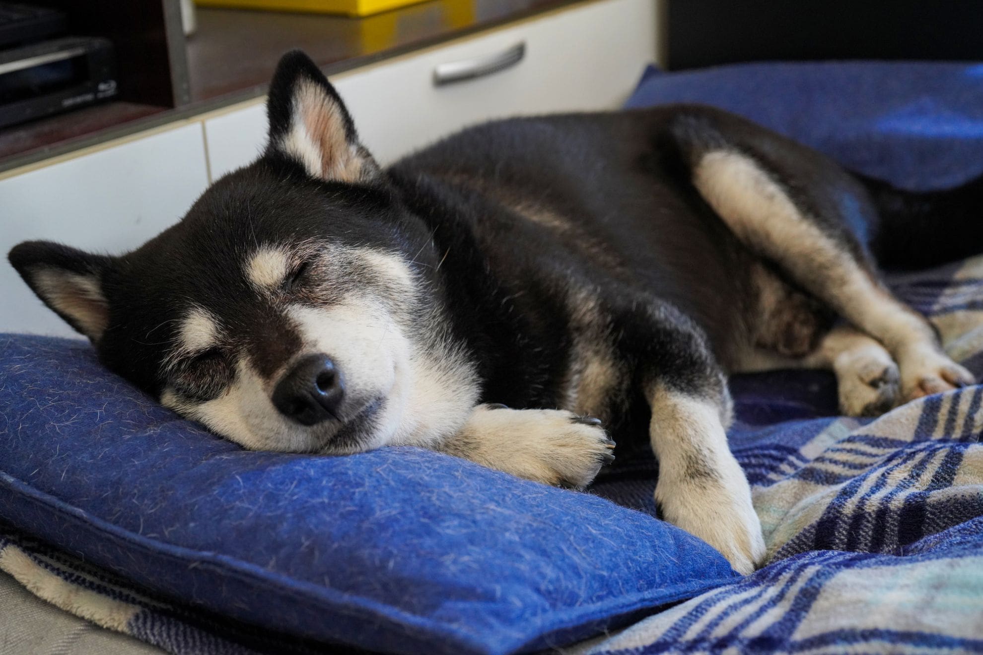 寝たきりの犬にとって楽な姿勢とは？見逃してはいけない要注意な寝方も