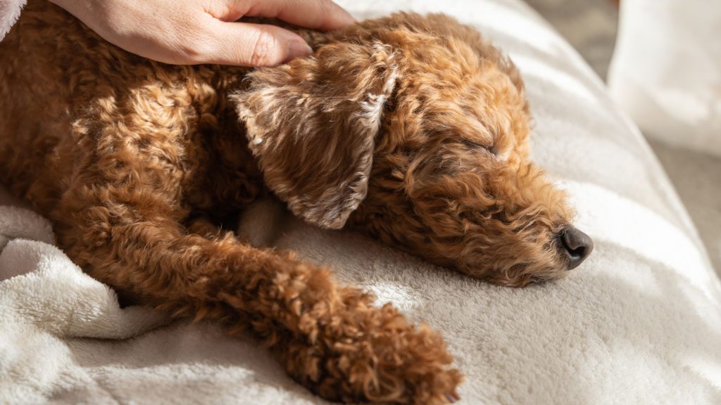 寝たきりの犬には床ずれケアも必須