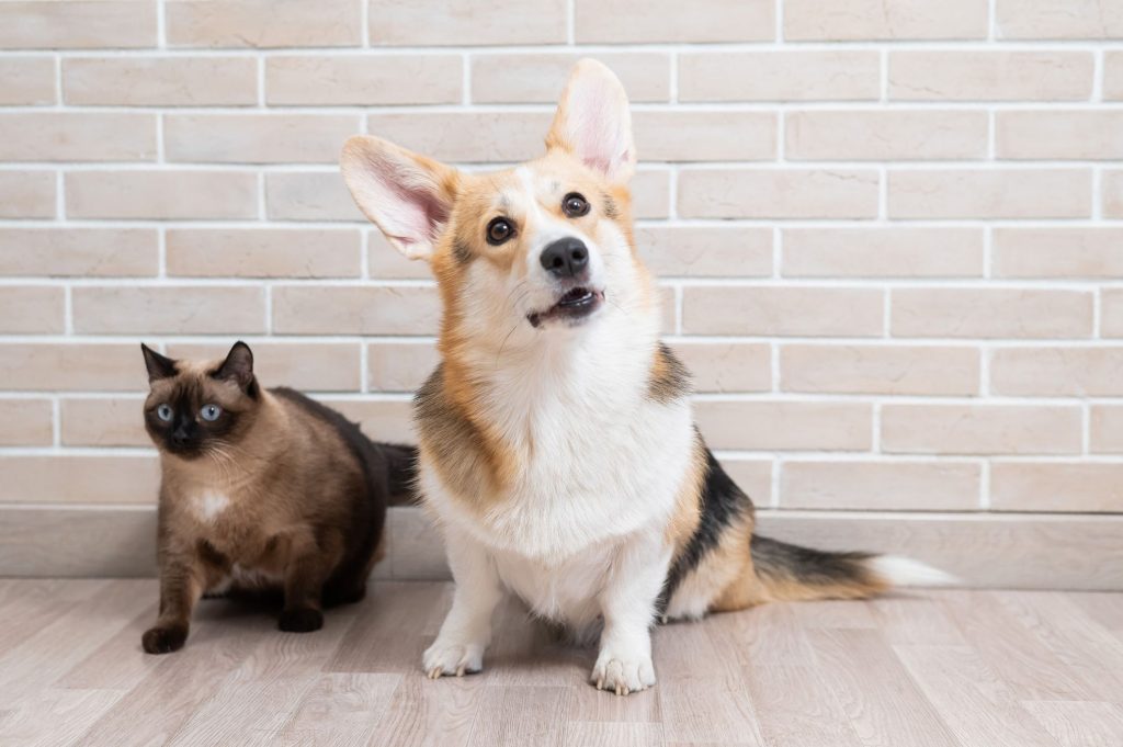 一般的な犬の寝方とリラックス度