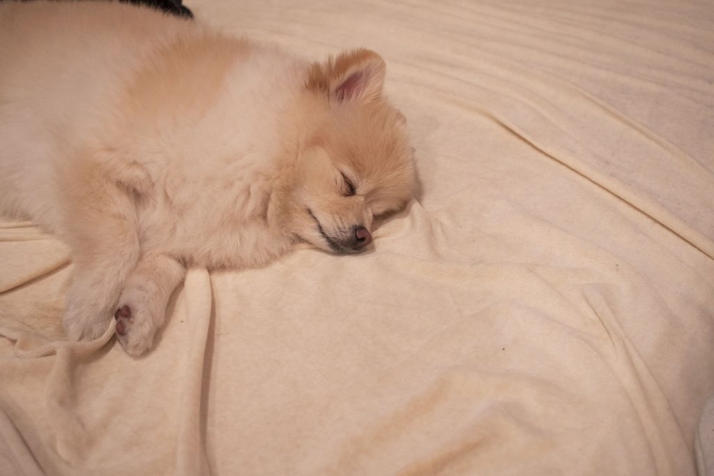 犬にとって快適な睡眠環境とは？