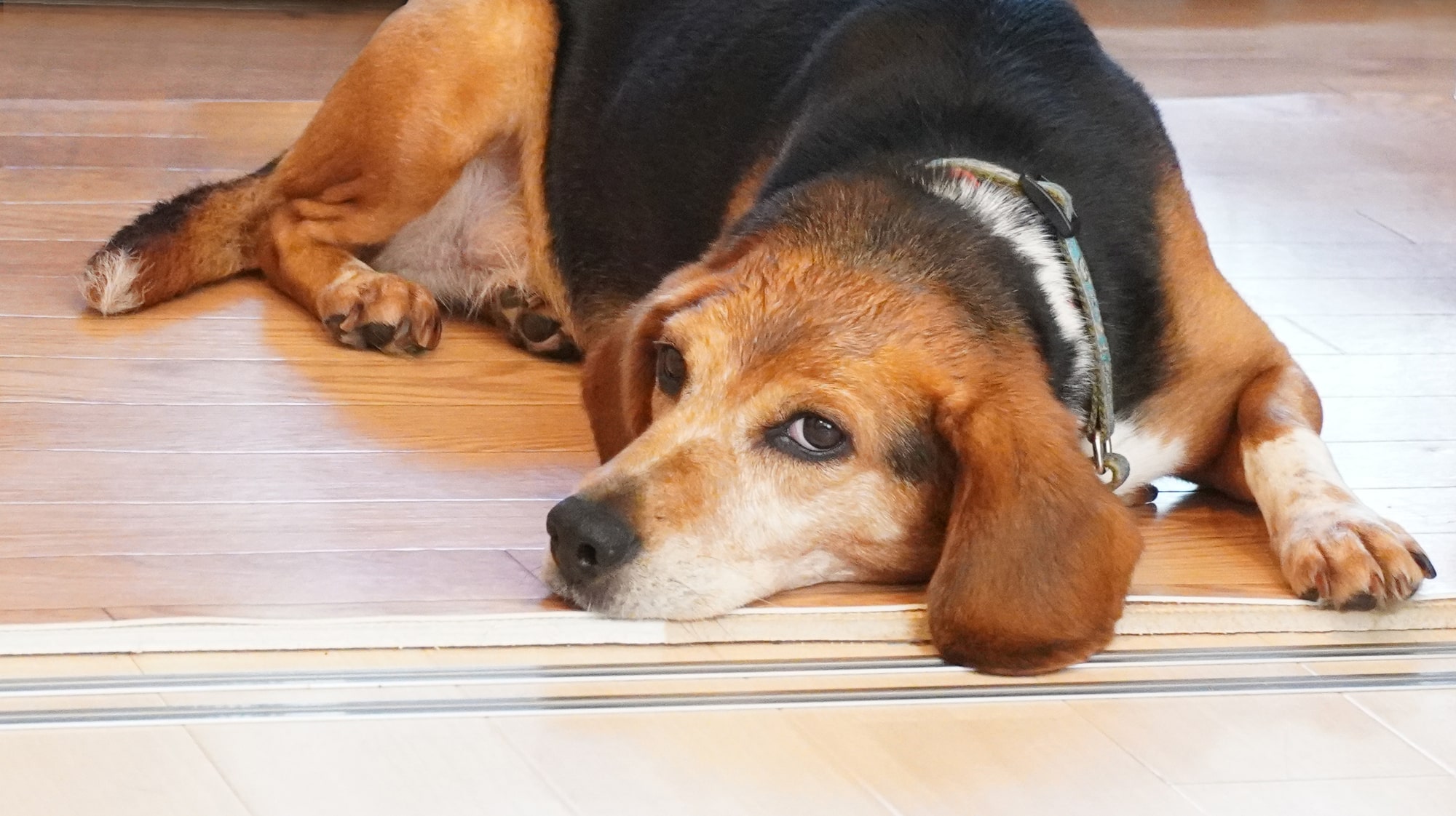 【獣医師が解説】犬の寝方で気持ちや体調がわかる?注意すべき寝相と対処法 - COCOペットジャーナル