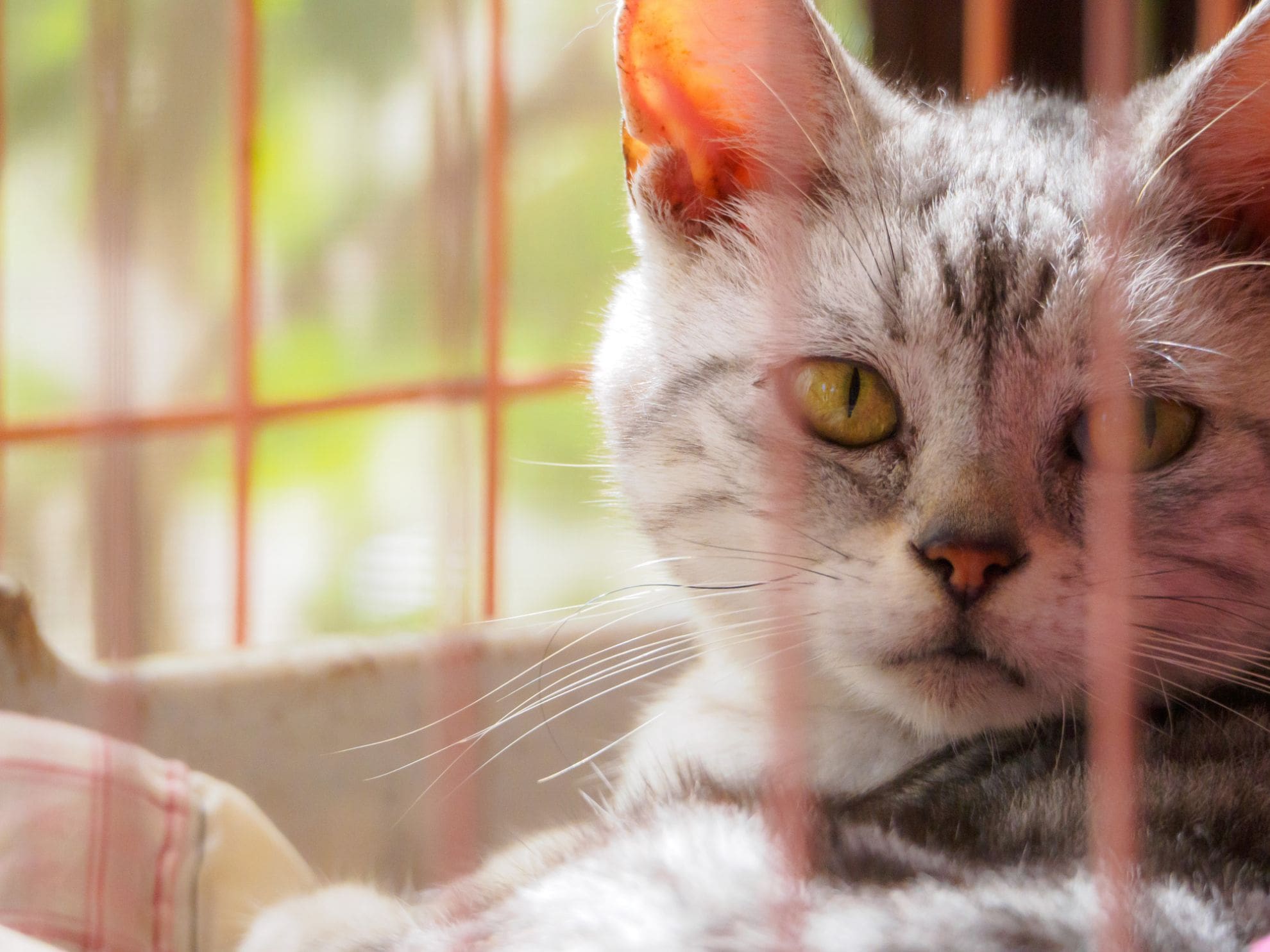 猫をケージで留守番させても大丈夫？環境整備に必要な4つの注意点