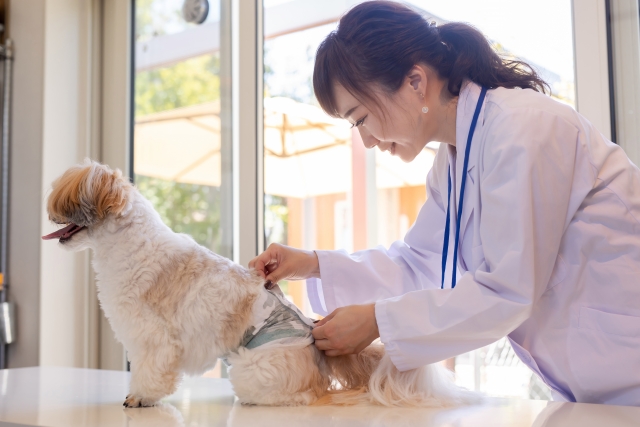 介護に疲れたときは無理せず老犬ホームや介護サービスを頼ろう