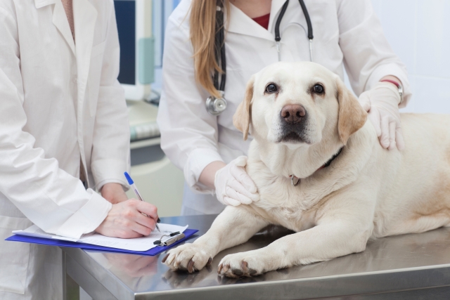 介護が必要になる老犬の病気