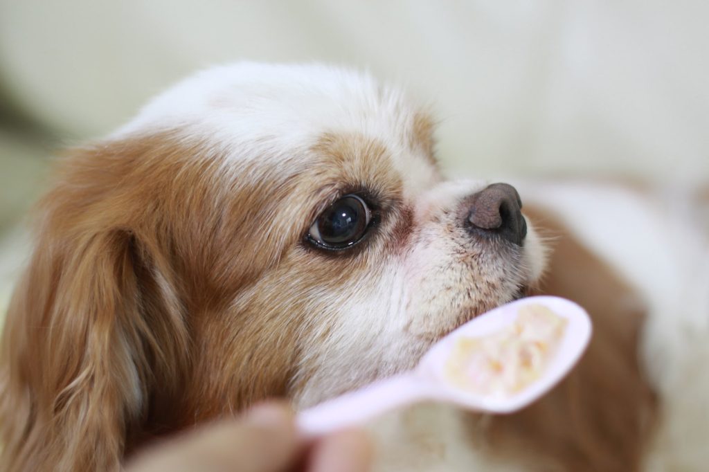 老犬への食事の介護