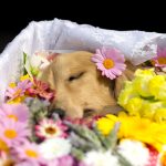 【専門家が解説】犬の死後硬直の特徴とその後の流れとは？