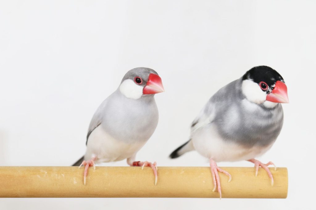 文鳥が死ぬ前にすべきこと