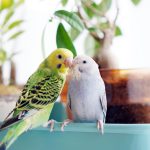 セキセイインコの火葬までの流れは？火葬方法や注意点