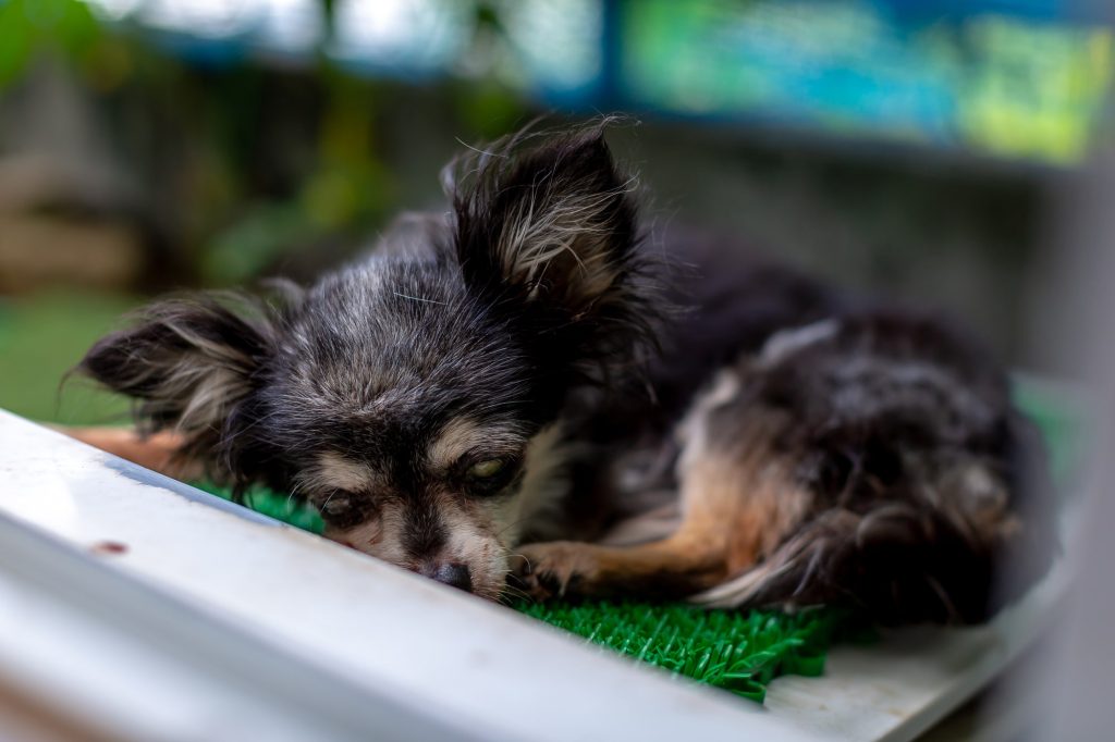 老犬がなりやすい床ずれの予防法