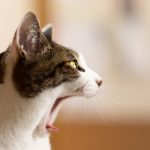 【専門家監修】老猫が叫ぶように鳴く理由とは？対処法も併せて解説