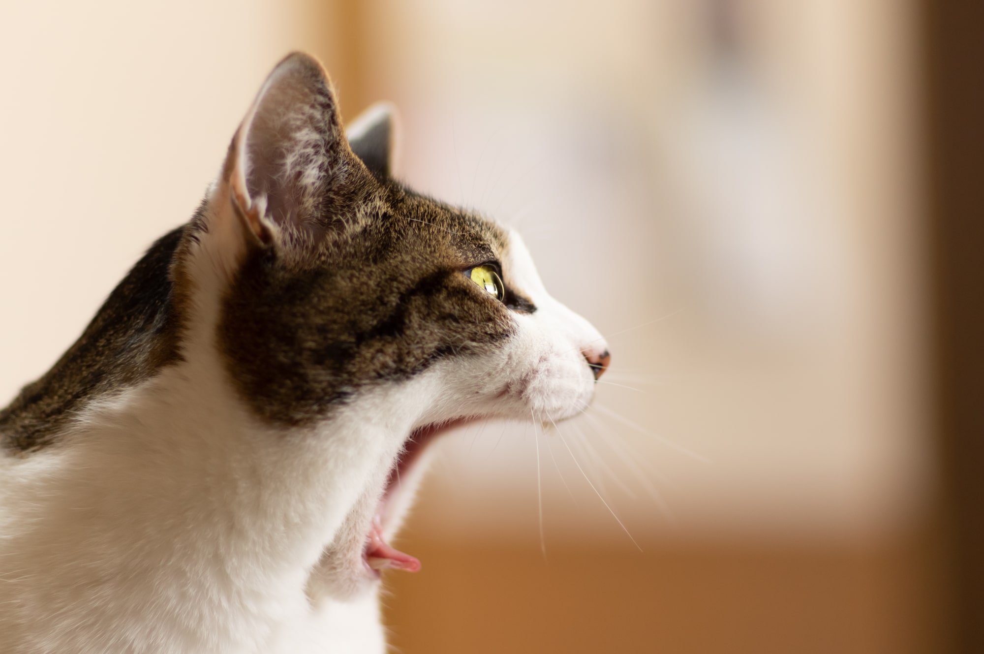 【専門家監修】老猫が叫ぶように鳴く理由とは？対処法も併せて解説