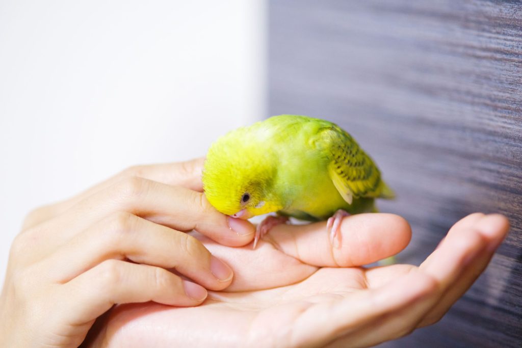 亡くなったセキセイインコを火葬する際の注意点