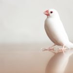 文鳥が死んだらどうする？亡くなる前にすべき準備から葬儀までの流れ