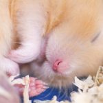 ハムスターの火葬方法は5種類｜返骨後の供養の仕方
