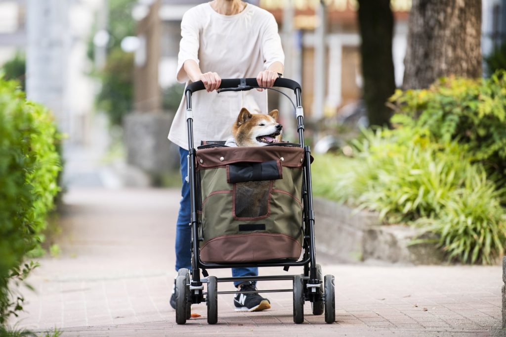 老犬の心の支えは飼い主様との穏やかな時間です