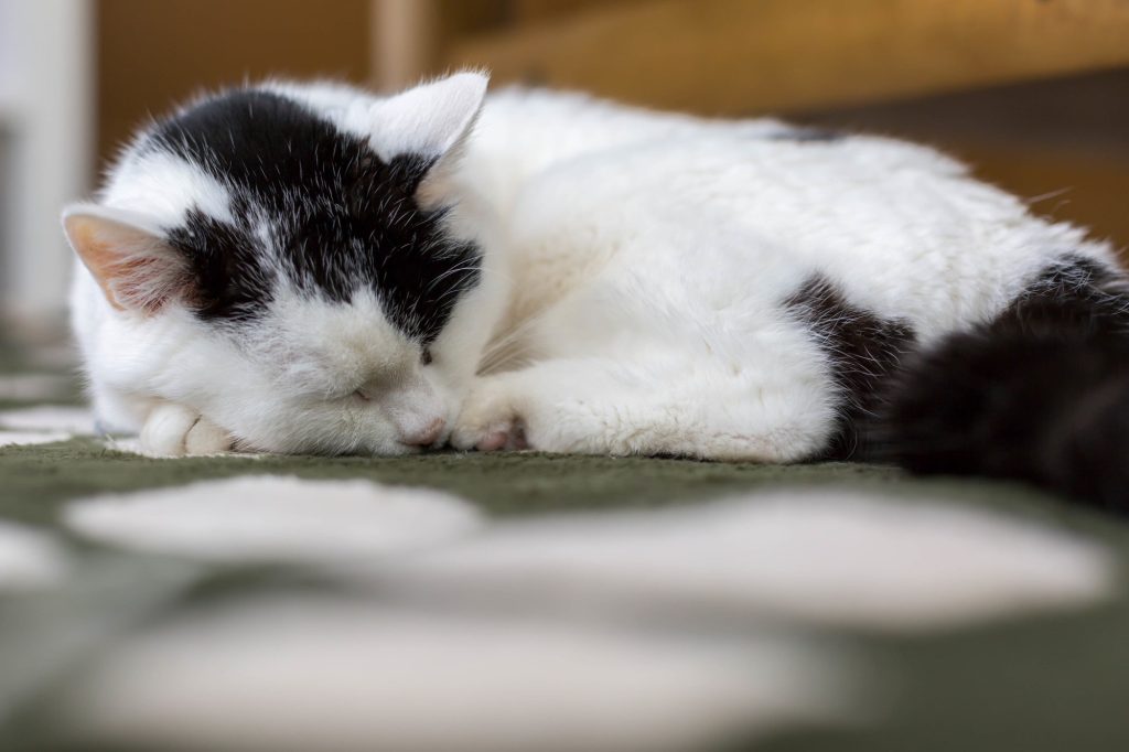 腎不全末期の猫に飼い主がしてあげられること