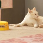 【獣医師監修】高齢の猫がご飯を食べないのはなぜ？原因や対処方法