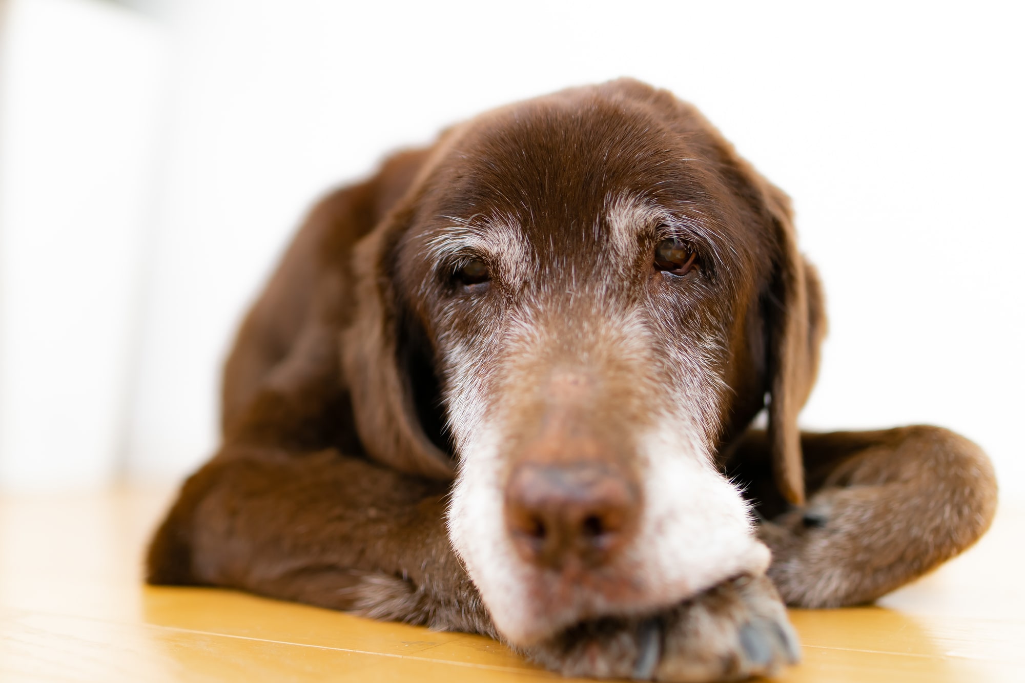 【獣医師監修】老犬介護でノイローゼに？うつやイライラに悩んだときの対策方法