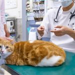 【獣医師執筆】猫がかかりやすい肝臓病の種類とは？おもな原因や兆候も