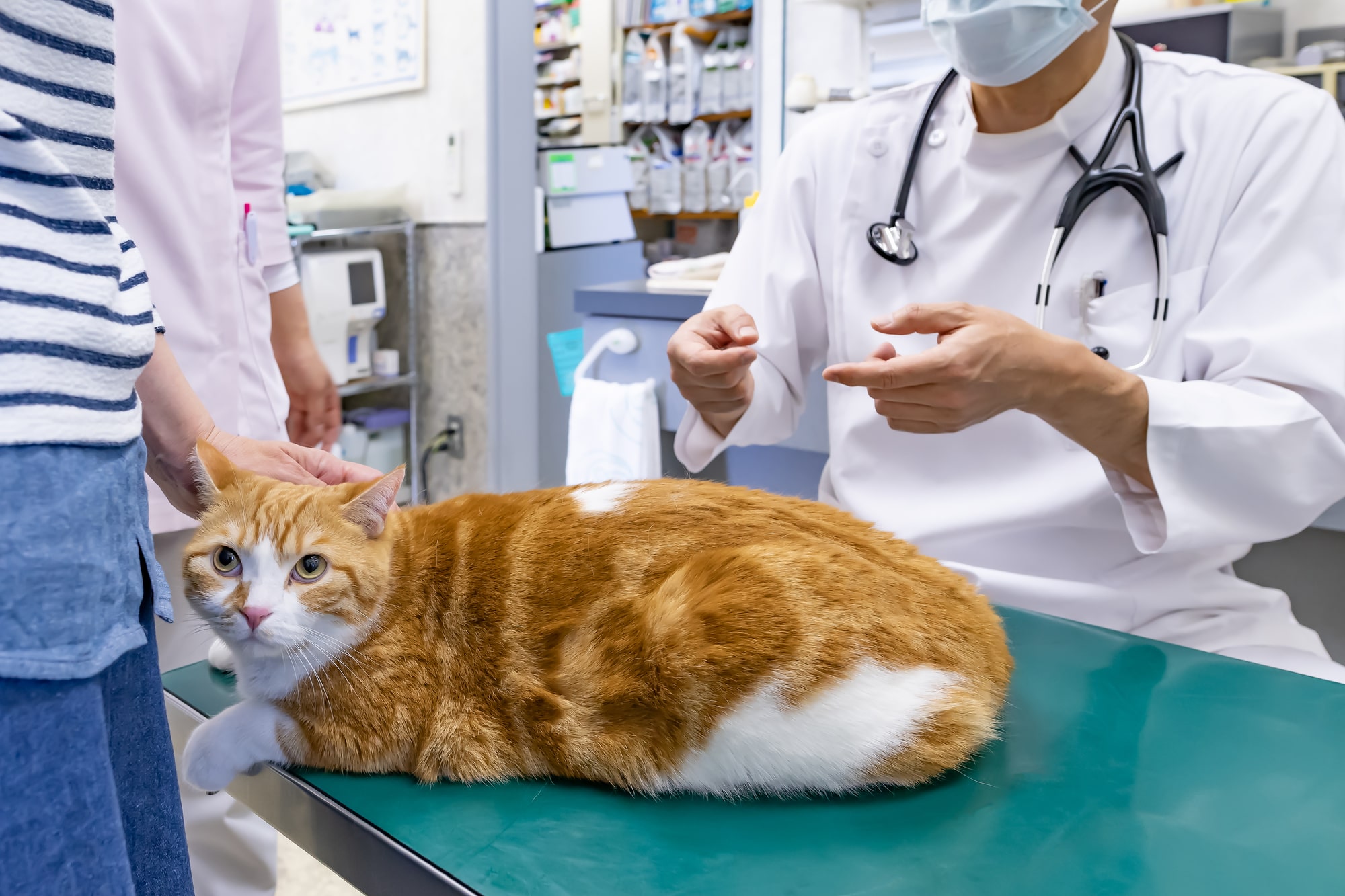 【獣医師執筆】猫がかかりやすい肝臓病の種類とは？おもな原因や兆候も