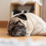 【専門家解説】老犬の息が荒いのは異常？その見分け方と疑うべき病気